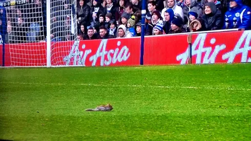 Squirrel Delays QPR vs Leicester City Match For 2 Minutes As Goalkeeper Chases Animal Around Pitch