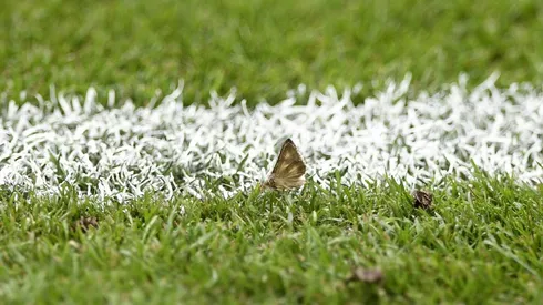 Moths invade Stade de France before Euro final