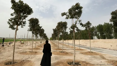 Qatar to plant 16,000 trees to spruce up World Cup venues
