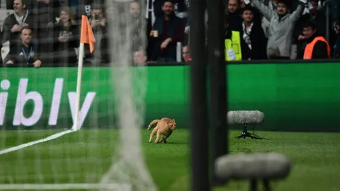 Cat's incredible! Besiktas charged after bizarre Champions League hold-up