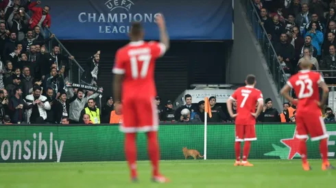 Football: Pitch-invading cat interrupts Istanbul Champions League clash