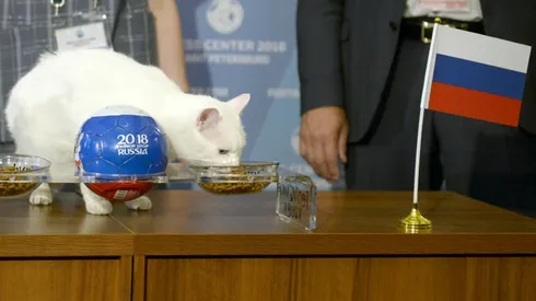 Russia to win first World Cup match, says clairvoyant cat