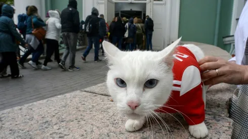 Achilles the Cat, Russia's deaf but highly gifted World Cup soothsayer