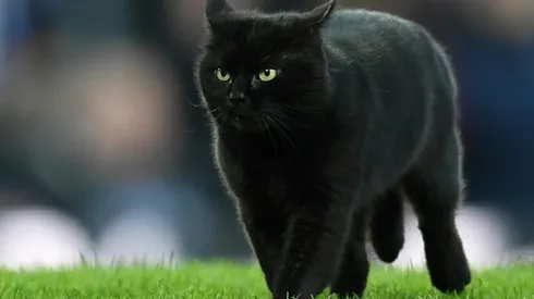 Wolves avoid cat-astrophe to beat Everton