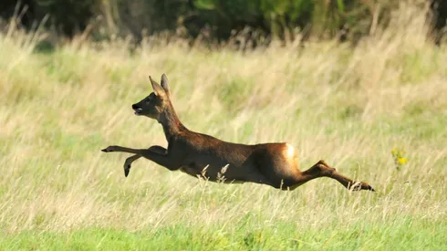 What the elk is that? Match delayed by deer droppings