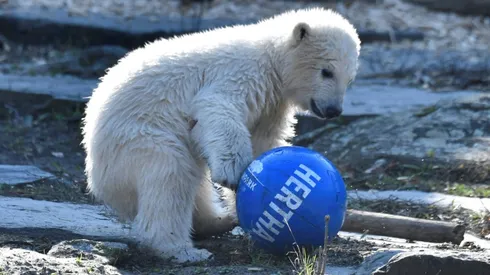 Berlin-born polar bear cub named after football club Hertha