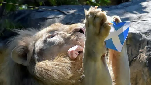 Roaring success at Euros for 'psychic' Thai lion